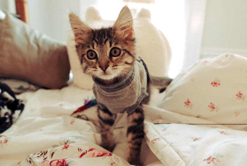 Perfect Place to Scratch a Cat